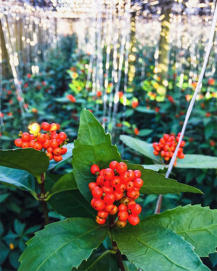 元気に育っている千両