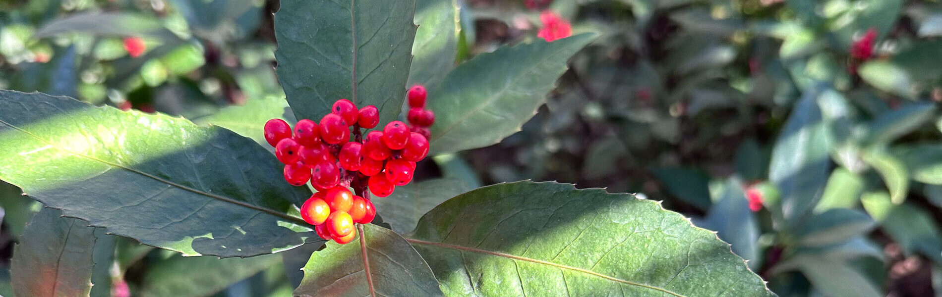 若松、千両なら株式会社ミゾグチファーム