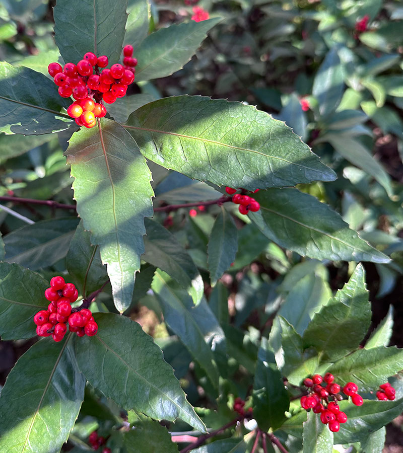 深緑の葉に真っ赤な実をつける千両(センリョウ)