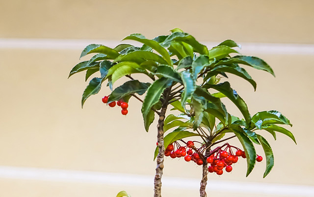 万両の実の付き方