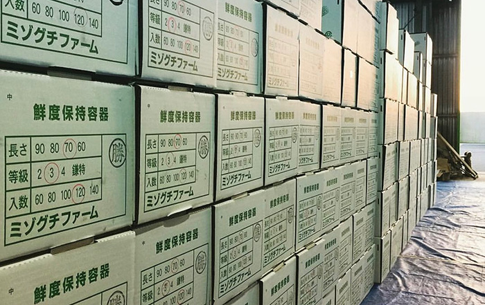 出荷される千両