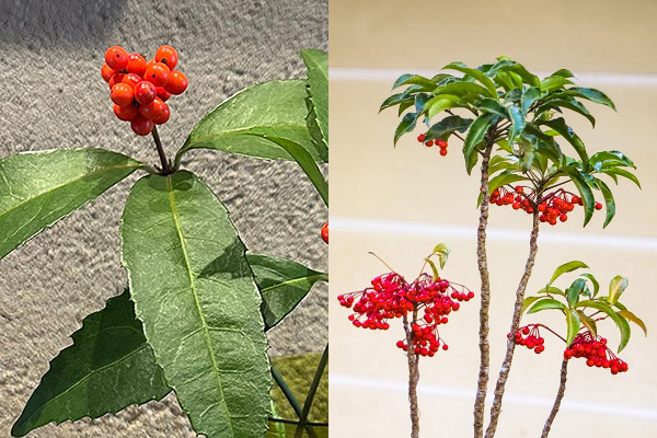 千両と万両の実の付き方