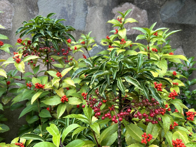 一緒に植えられた千両と万両