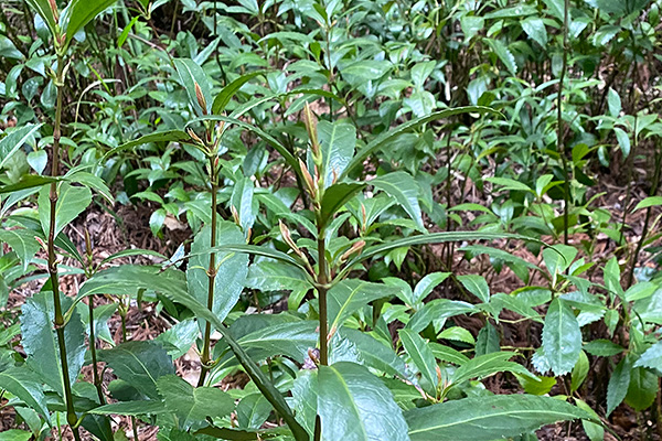 生育途中の千両