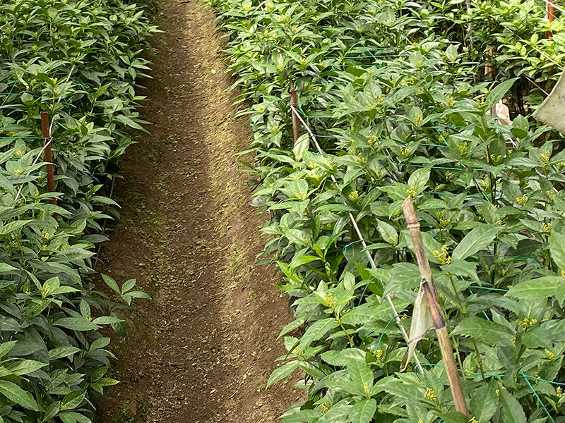 畑で育てられている千両の葉