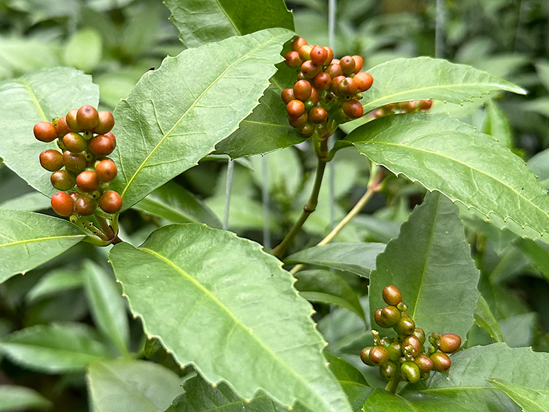 色づき始めた千両(センリョウ)