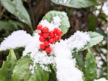 雪の積もった千両
