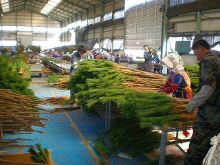 若松の本数を揃える