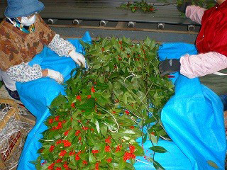 千両をタンブラーから取り出し