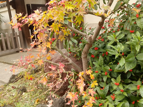 千両のある庭の風景