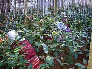 千両の収穫の様子