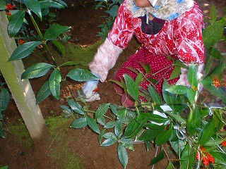 千両の収穫の様子(手元)