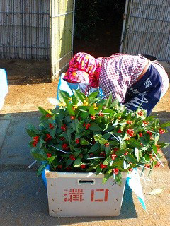 タンブラーに千両を入れる女性