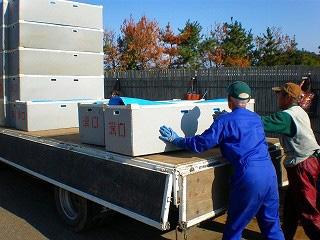 タンブラーに詰めた千両をトラックに積み込む作業員