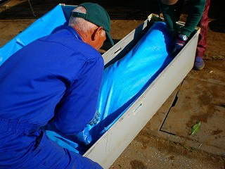 タンブラーの千両をシートで保護する男性