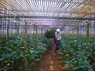 収穫した染料を運ぶ女性