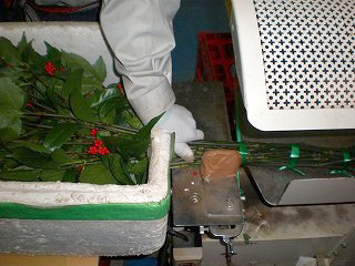 千両を機械で束ねる