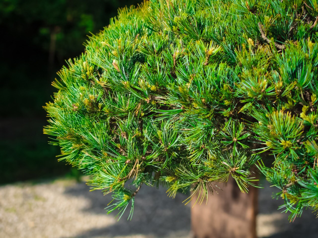 緑の松のクローズアップ