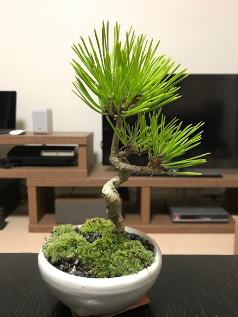 小さな松の盆栽
