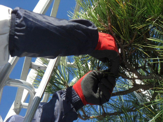 松の手入れをする人の手