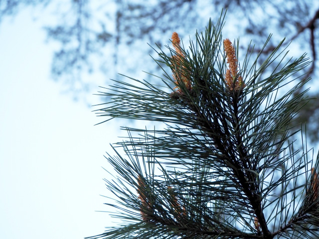 松の葉と若い松の実