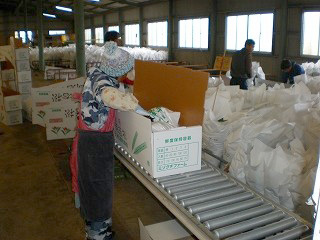 包装された千両を段ボールに梱包