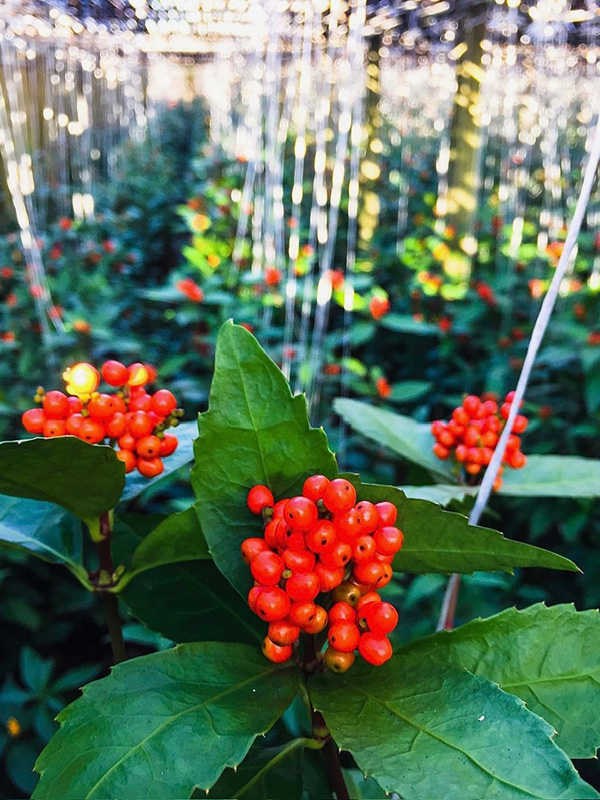 赤く色づいた千両