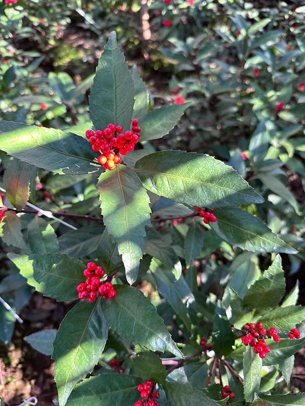 畑で元気に育つ千両