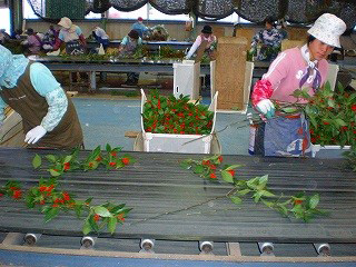 千両を等級ごとに振り分ける様子