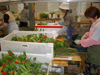 千両を等級ごとに再選別する様子