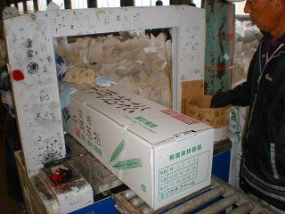 千両の入った段ボールに結束バンドをかける