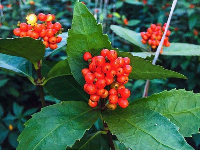 赤い実を付けた千両