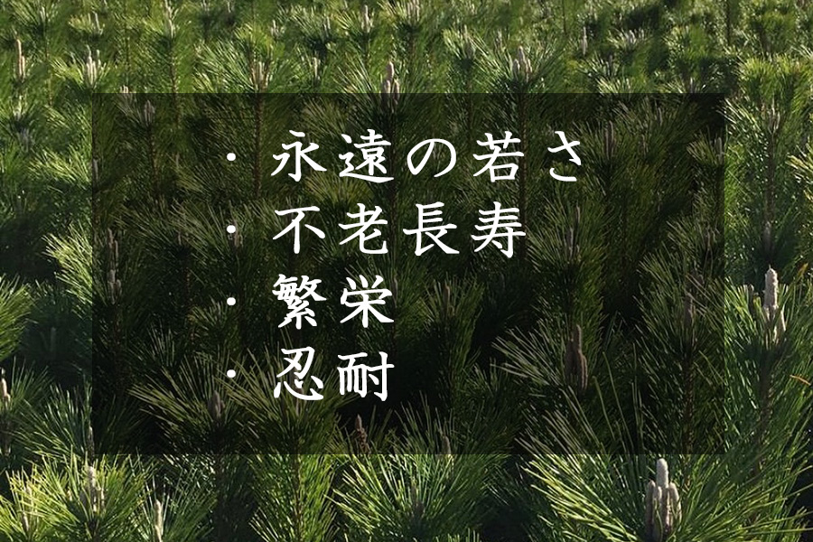 松の花言葉