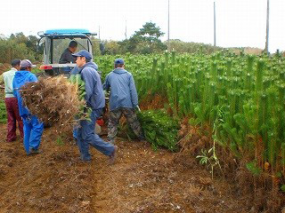 若松(マツ)の収穫をアウル作業員