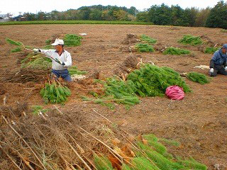 刈った松を選別