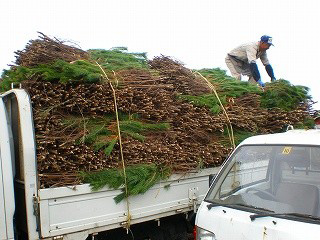 刈った若松(マツ)をトラックに積み込み