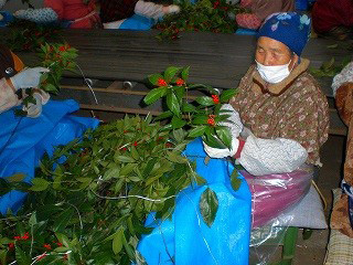 千両の葉枝を取り除く