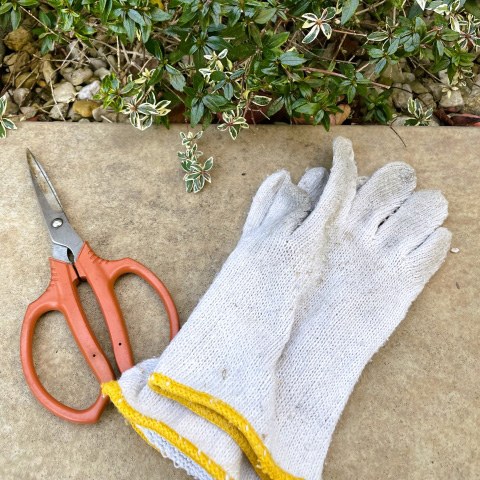 剪定ばさみと手袋