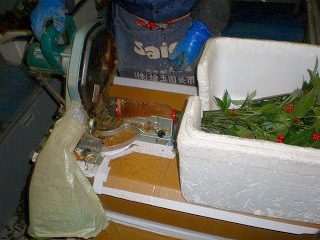 千両の長さをそろえ、余分な茎を切り落とす