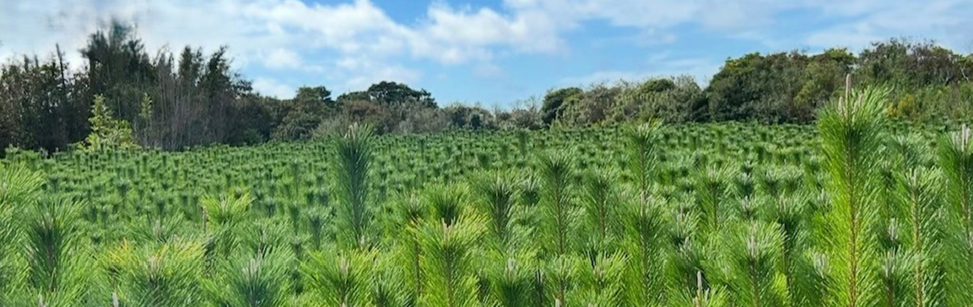 若松、千両なら株式会社ミゾグチファーム