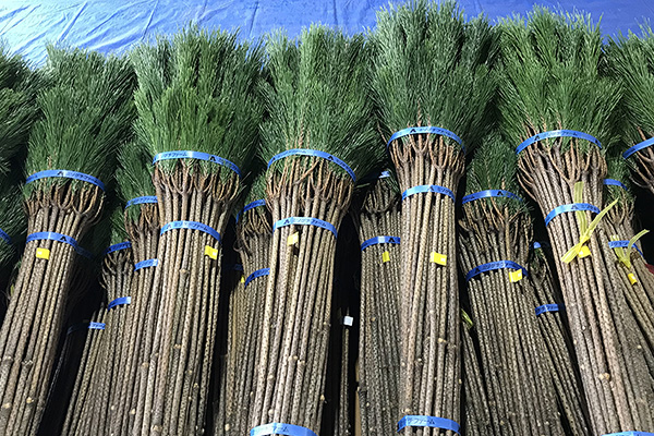 出荷用に束ねられたたくさんの若松