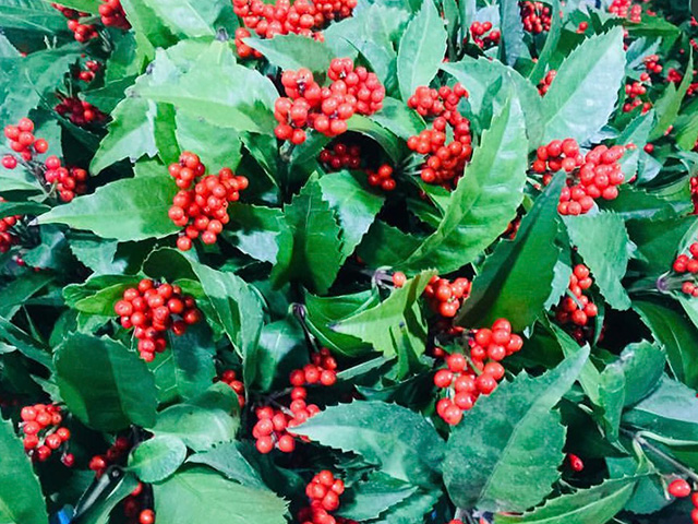 たくさんの千両