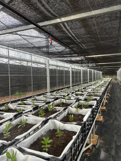 太陽光パネルの下の千両の楽屋の中の様子