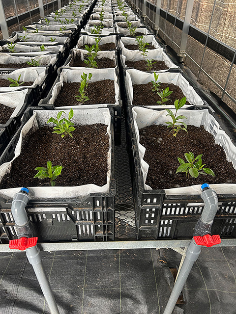 太陽光パネルの下の千両の楽屋の中の様子