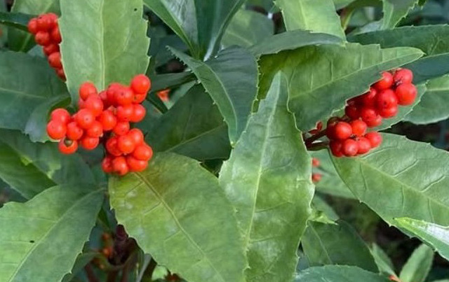 千両の実の付き方