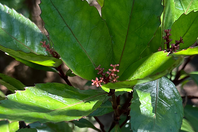 紅千両の赤い花（額）