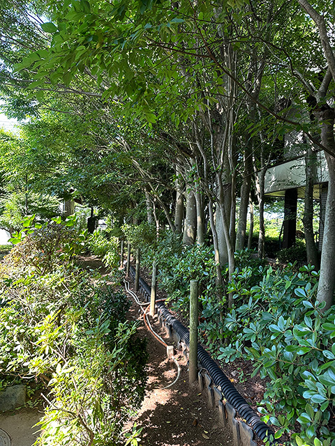 高木や低木の茂った半日蔭の場所