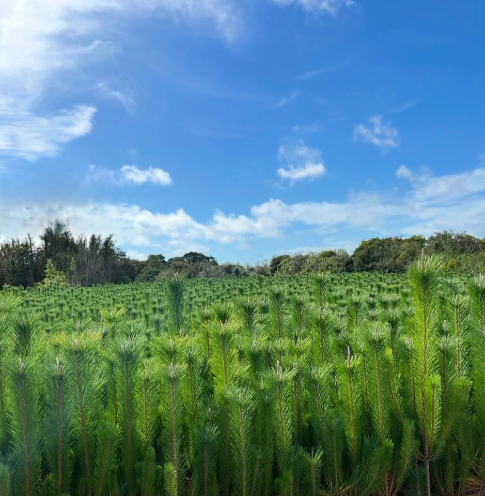 松の成長の様子