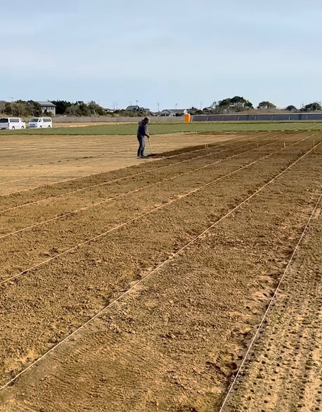 若松を育てるための畑の準備作業
