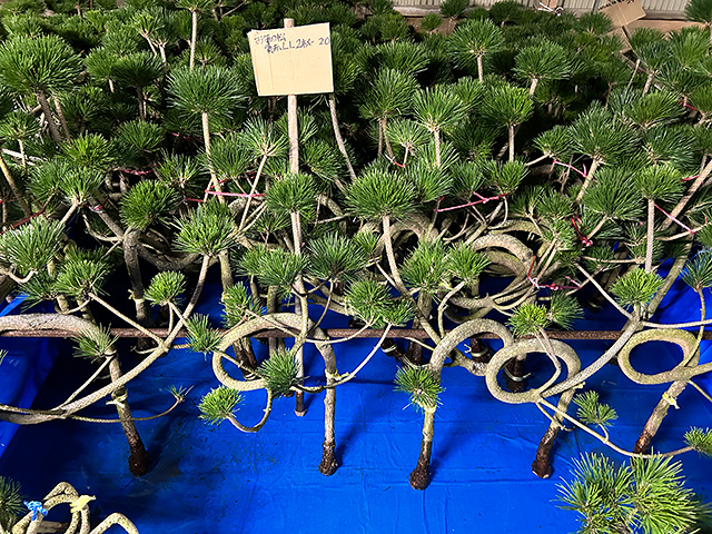 お菊の松 曲がり 水槽